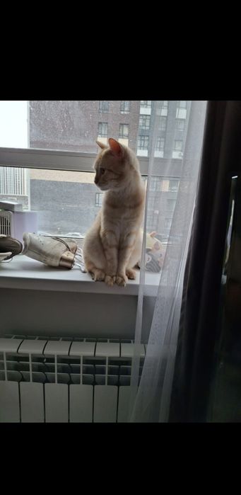 Кот, рыжий, красивый