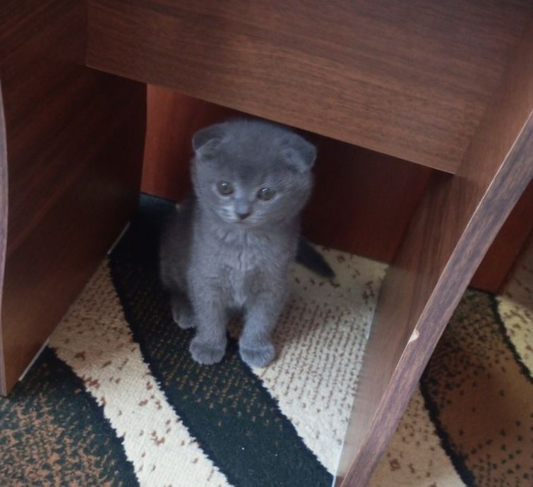 Шотландский скоттиш фолд