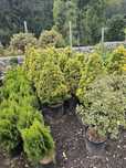 Plante ornamentale aclimatizate cu balot