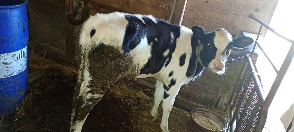 Vițică holstein 2,5 luni