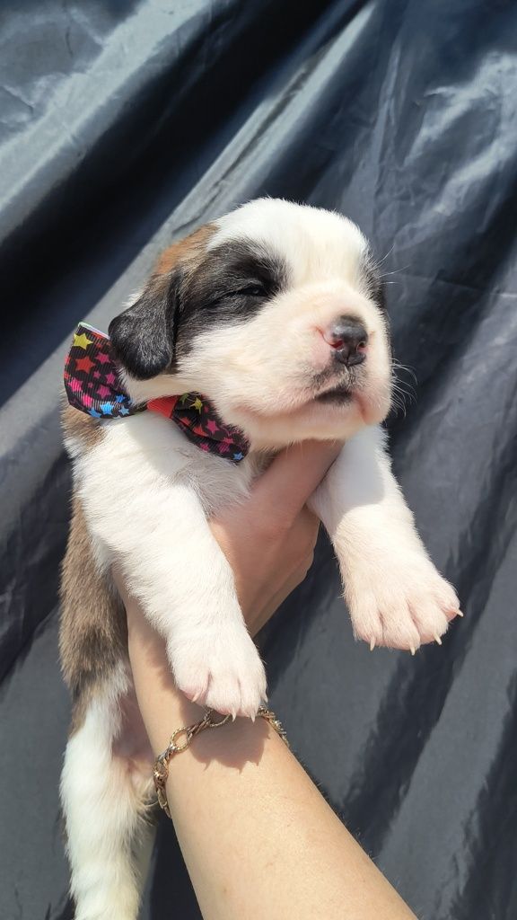 Femela de Saint Bernard cu pedigree