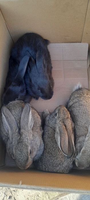 Куён боллалари сотилади