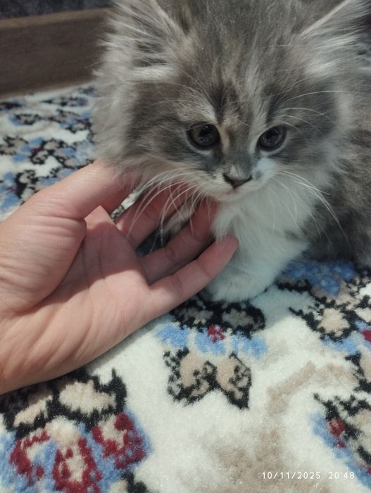 Mushukcha zudlik bilan sotiladi