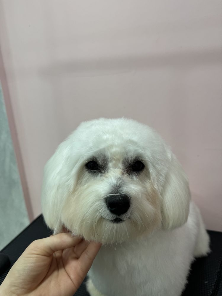 Frizerie canina,feline & spa / tuns catei /salon catei Galati