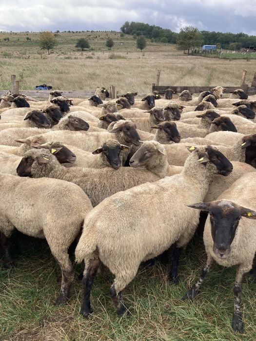 Vînd mioare rasă de carne