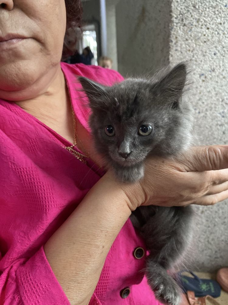Пристраивается котёнок