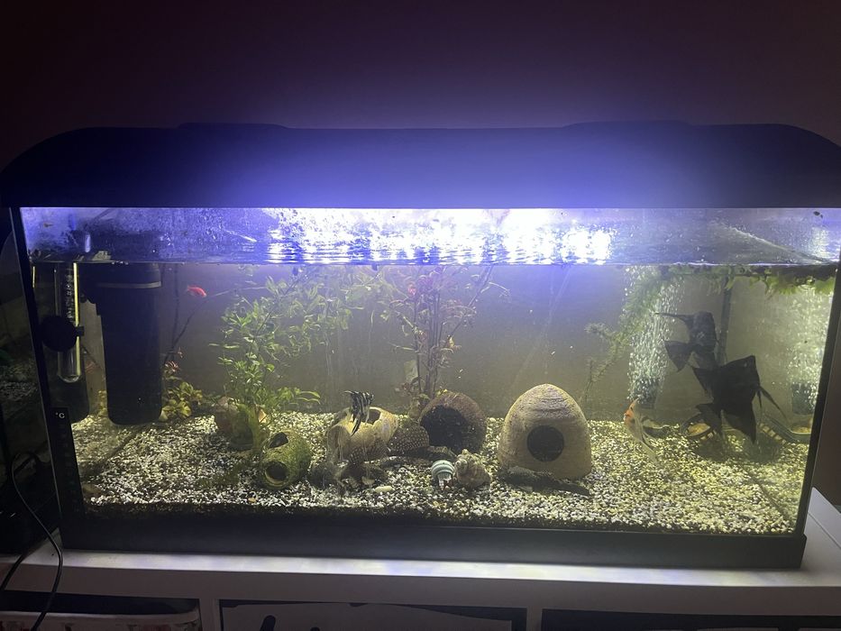 Acvariu 110lt cu peşti