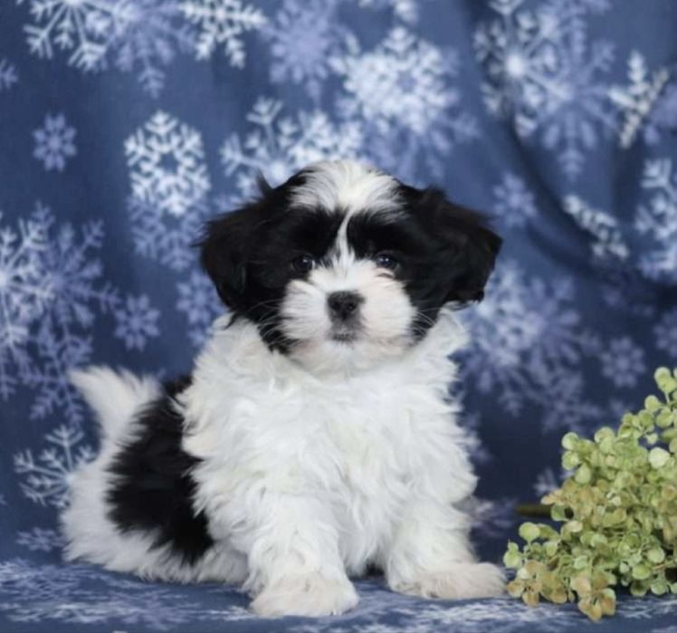 Baietel bichon superb