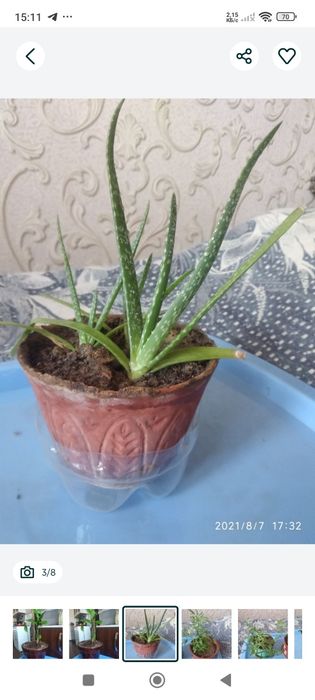 Комнатные домашние цветы