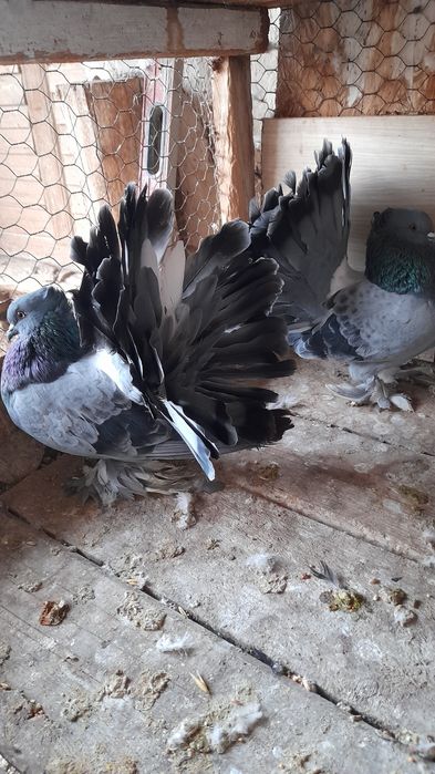 Porumbei voltati indieni