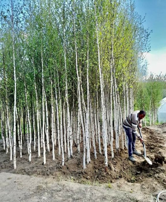 Mesteceni 4/5m oferta