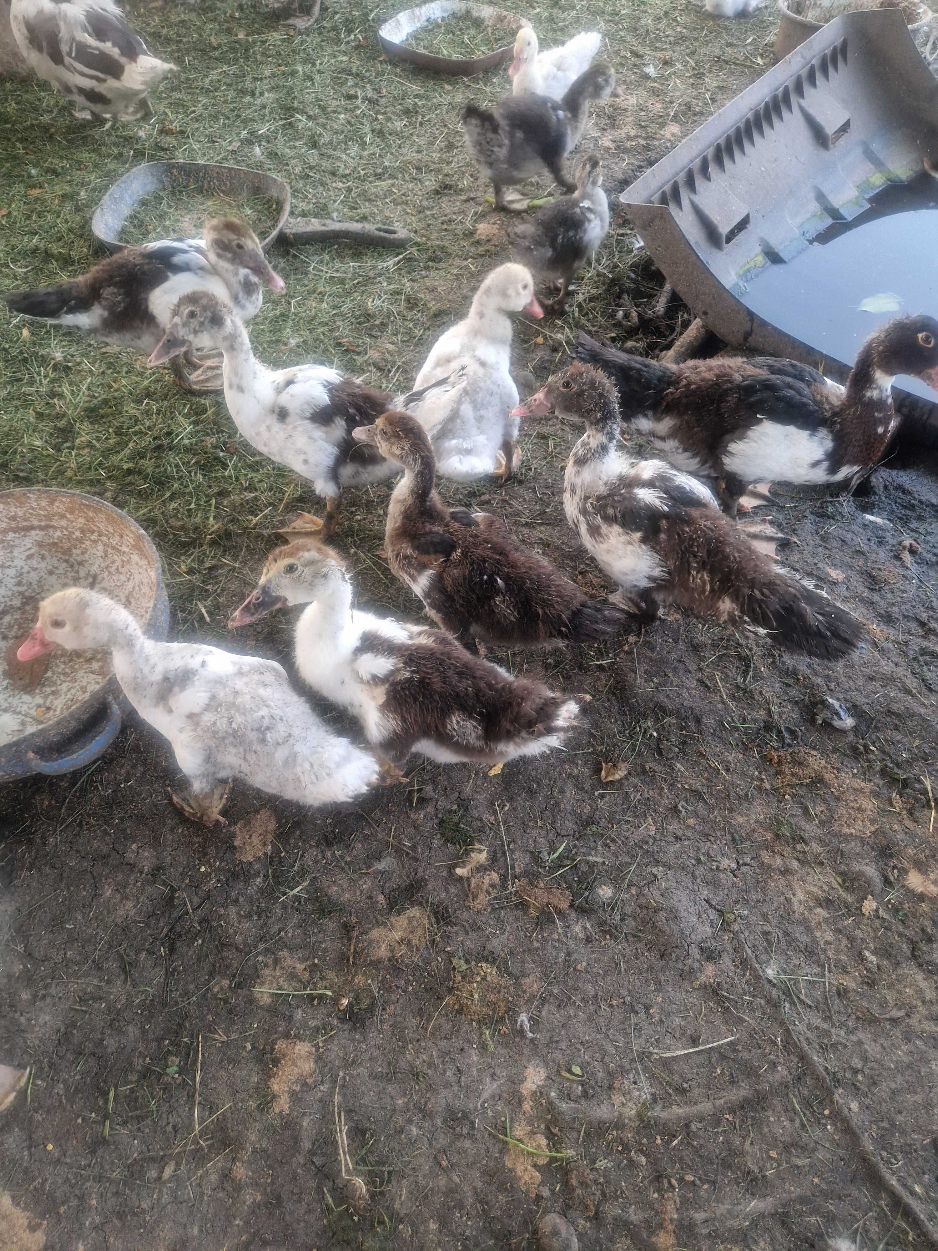 Vând rațe leșești