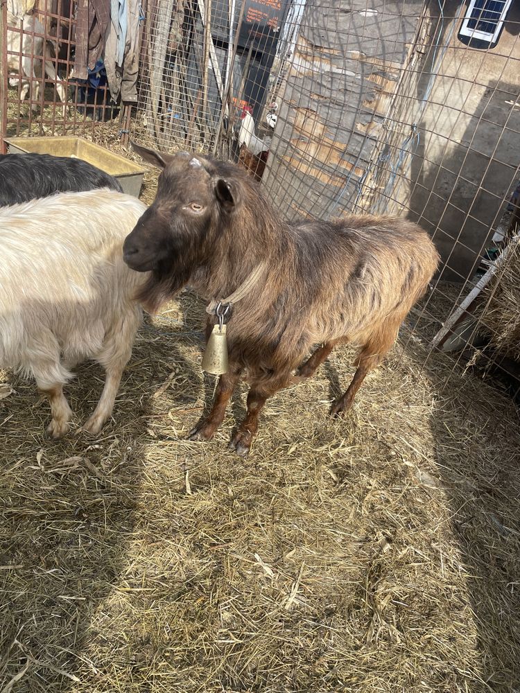 Vand țap mongolez si iezi vii sau tăiați.