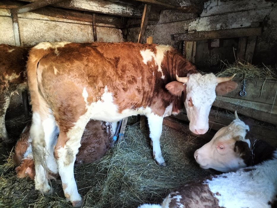 Schimb junică gestantă  de ,8 luni .Schimb cu  Vaca de abator sau taur