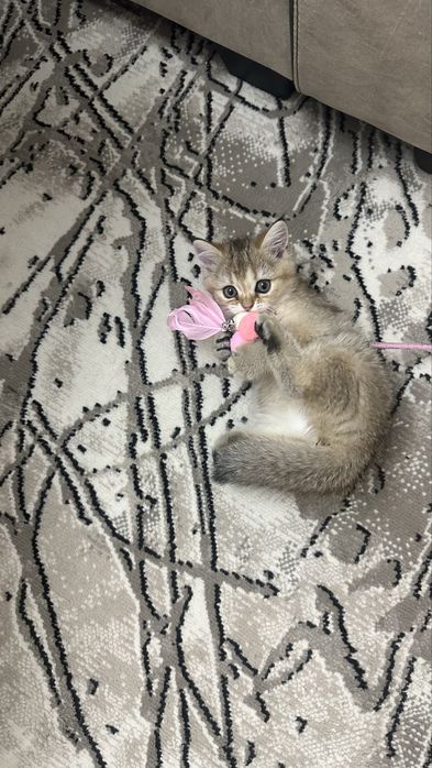золотая шиншилла скоттиш фолд