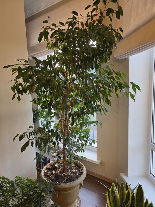 Комнатные растения высокие