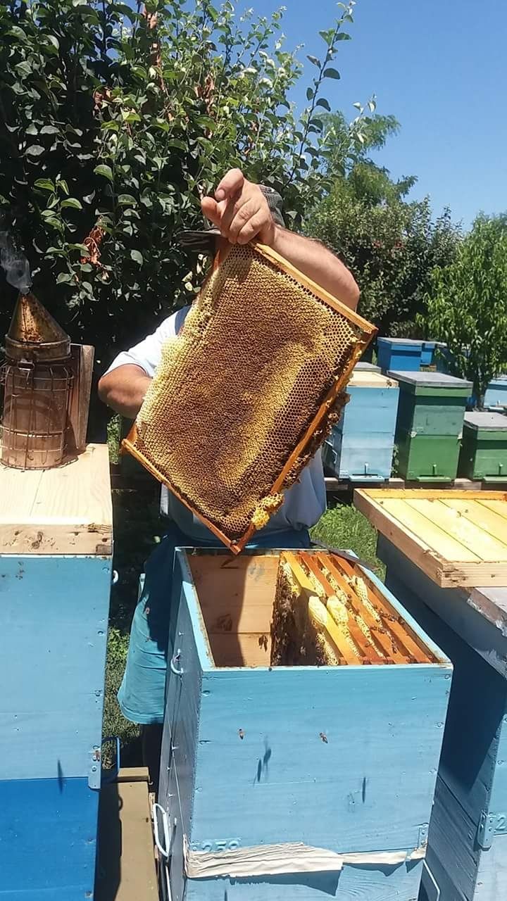 Vand cca.5 tone de miere en gross miere de rapita cu salcam si poliflo