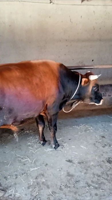 Buqalar sotiladi  boqilgan yemlangan