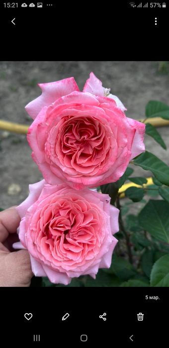 Роза шраб Лоран Каброль (Massad Франция)