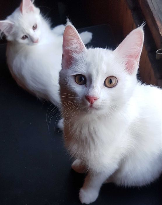 Котята подростки в добрые руки