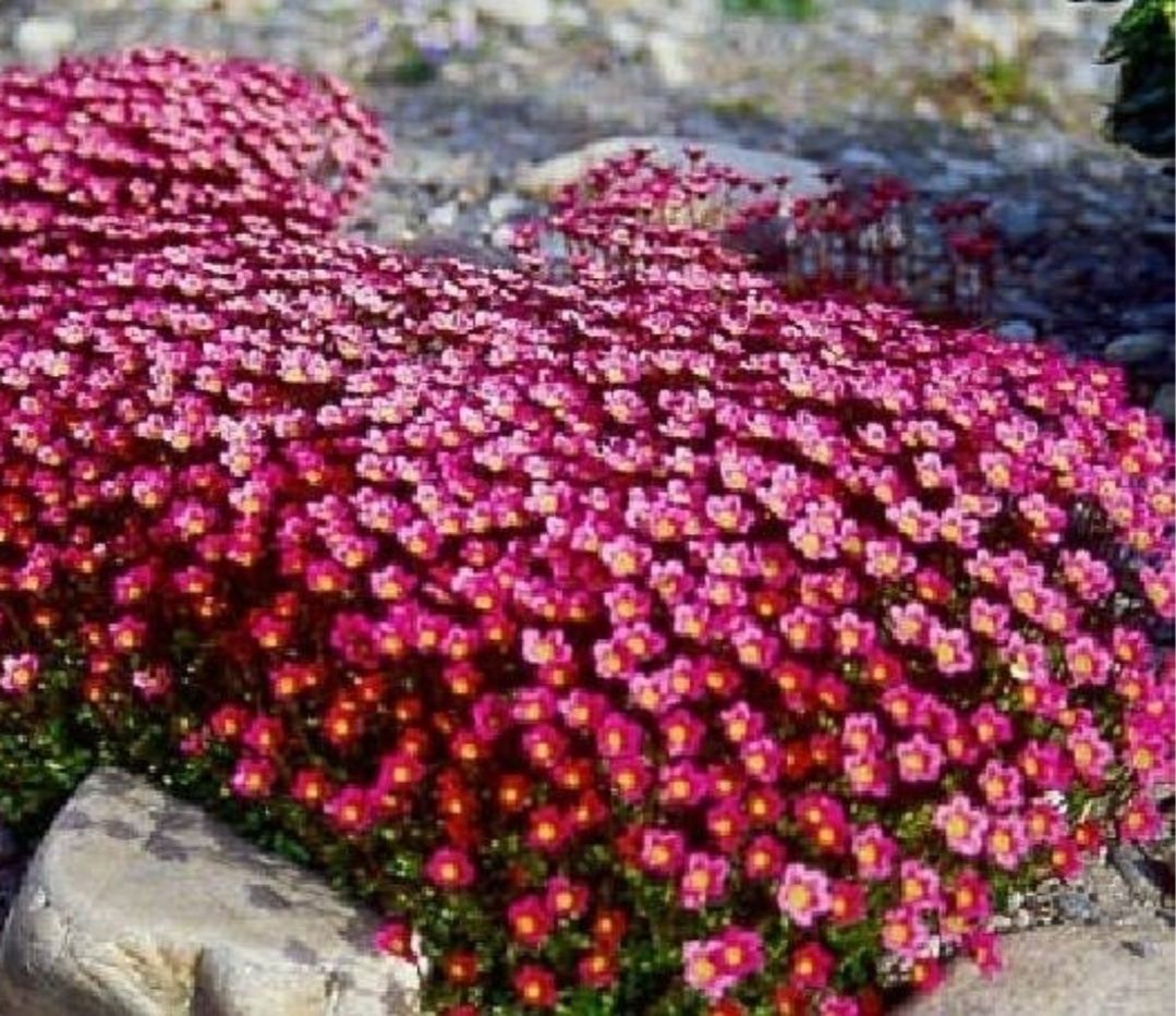 Саксифрага Бяла и Червена 
Saxifraga x arendsii pixi pan red.