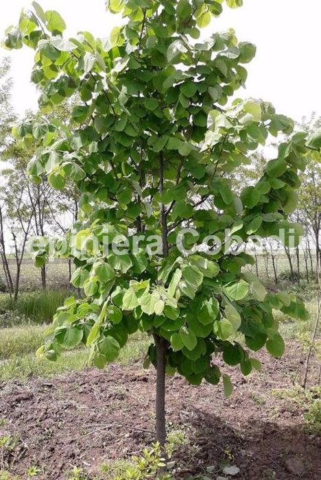 Vând puieți de tei arginti originali