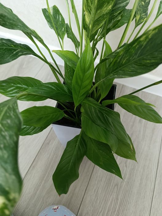 Продаётся спатифилум