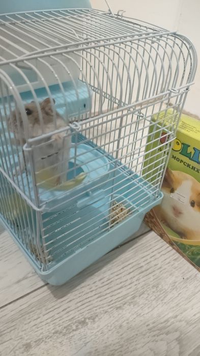 Продам хомяка с домом