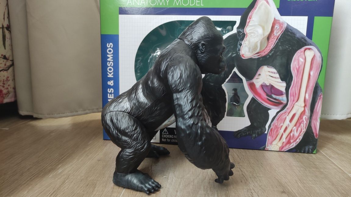 Играчка - анатомичен модел на горила