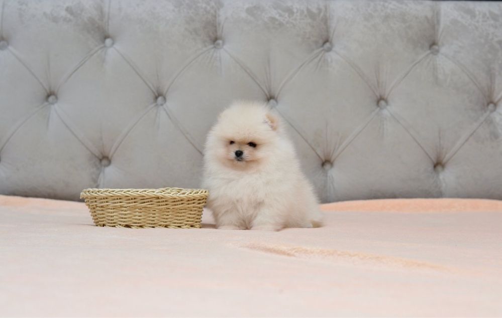 Pomeranian TOY - cu pedigree!
