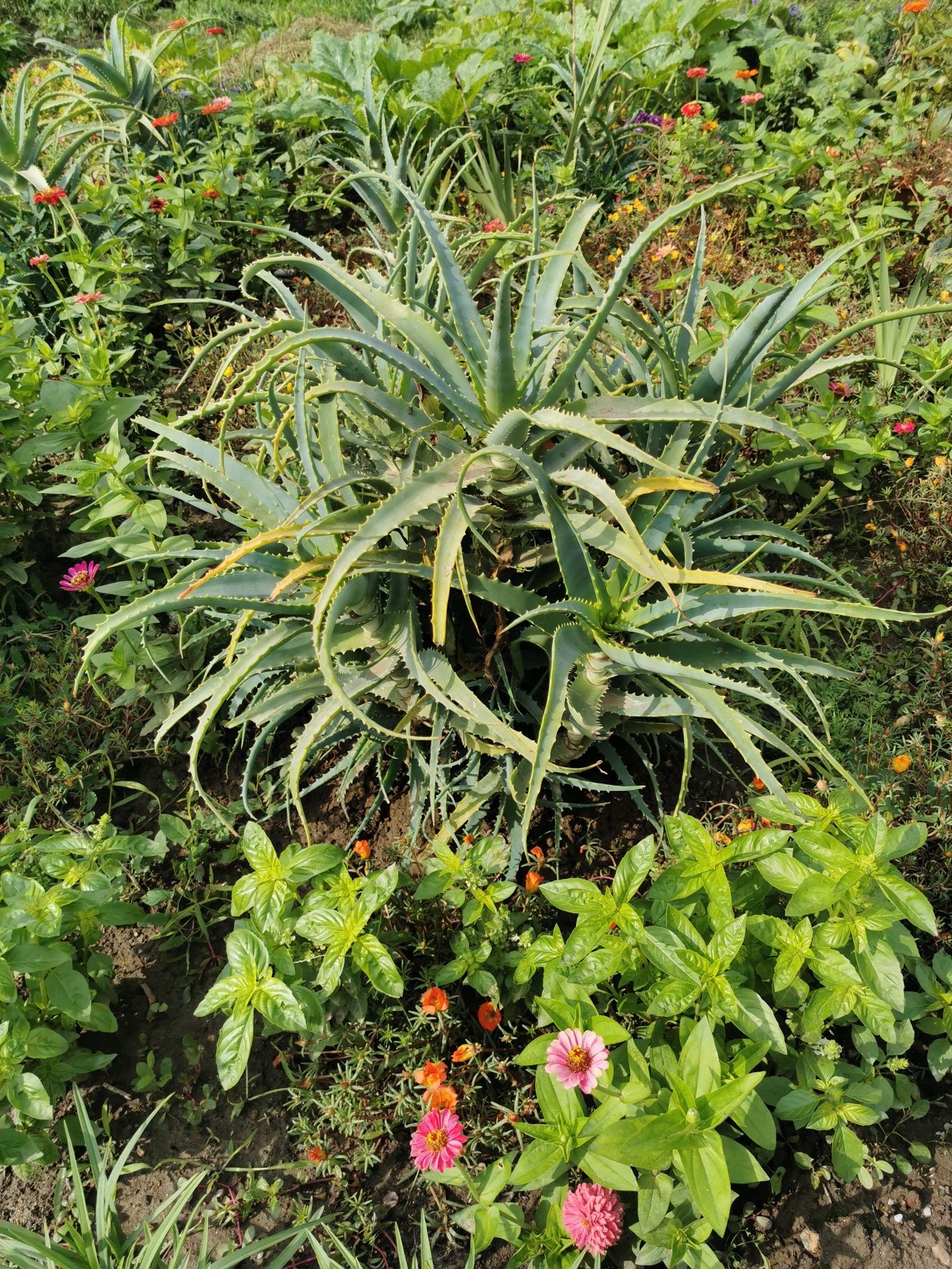 De vânzare plante Aloe Vera