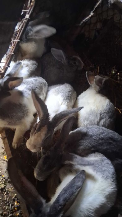 Iepurasi de  vanzare