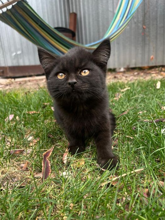 Котенок ,в добрые руки