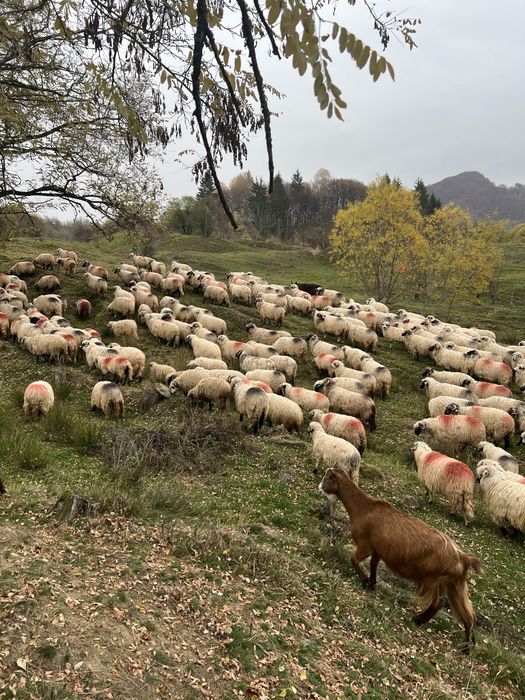 Vând oi reforme grase