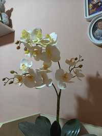 Орхидея орхидея орхидея