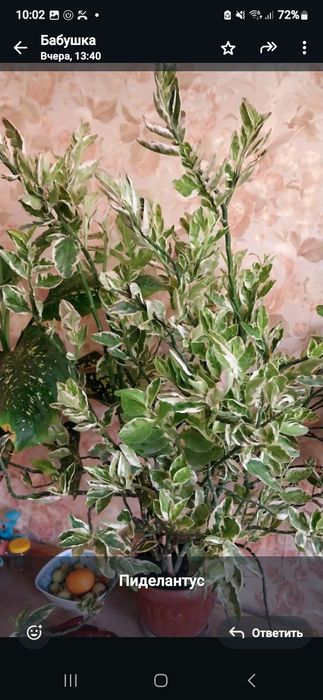 Цветы домашние много