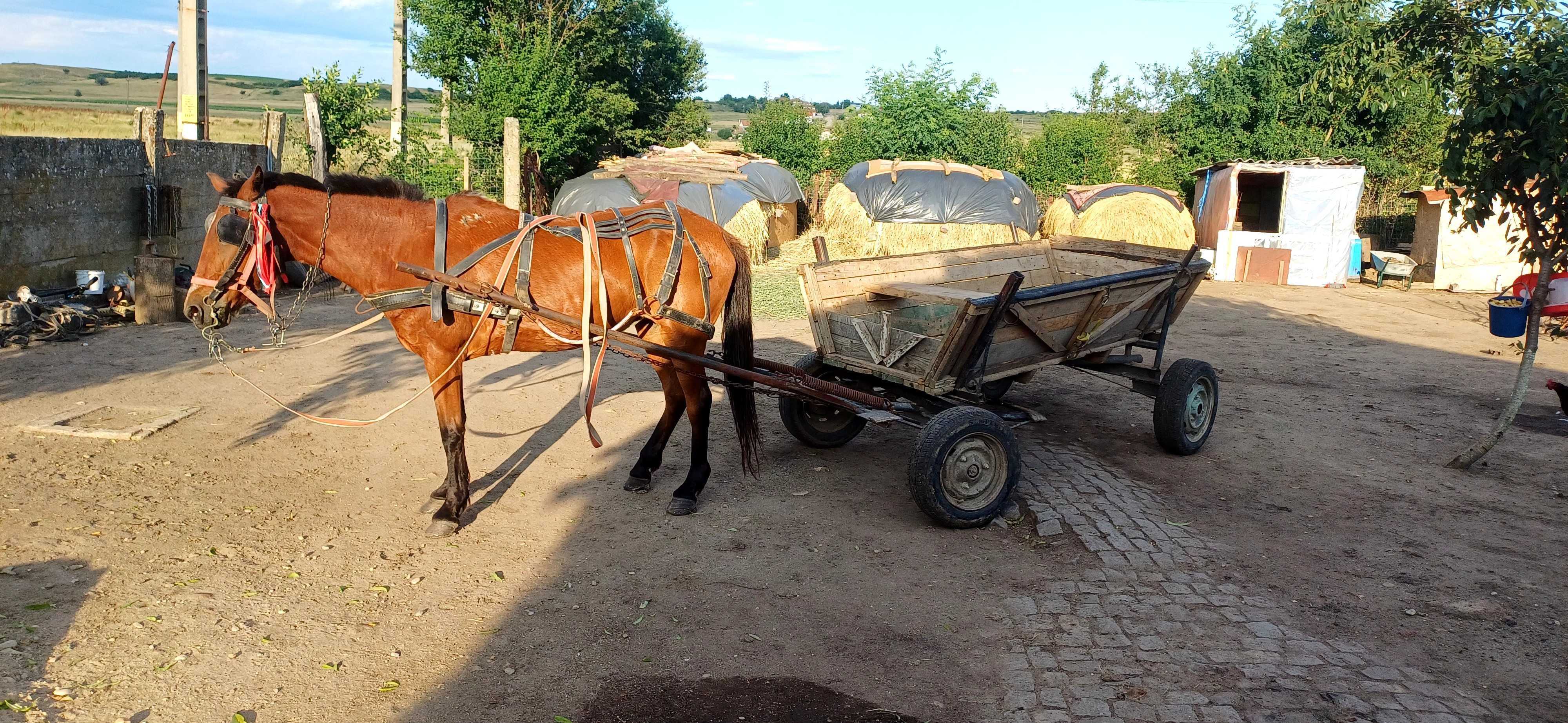 Iapă de tras bună si cuminte