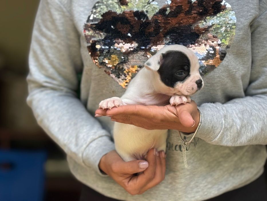 Mascul Staffordshire Bull Terrier