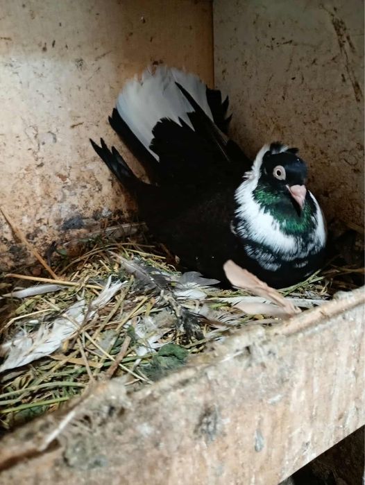 Гълъби различни видове