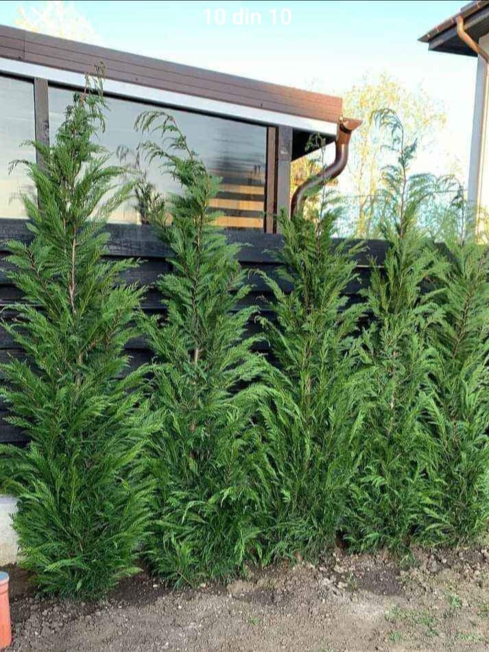 Amenajez spati verzi plante ornamentale gazon rulou