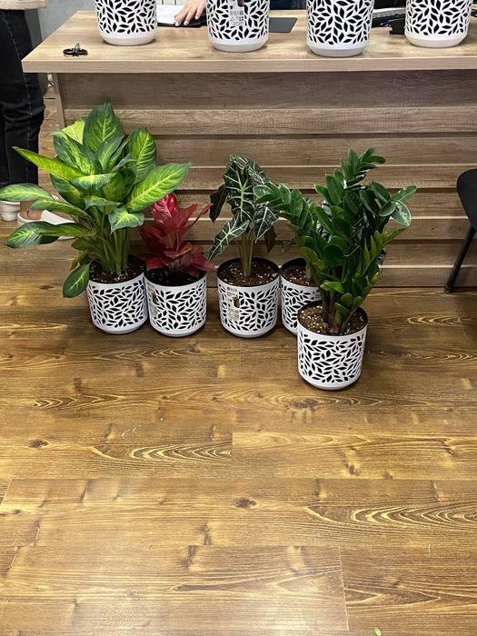 Offis va ishxonalar uchun gullar