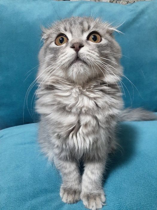 Срочна скидка  Продается котята