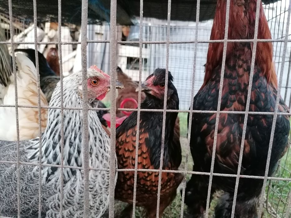 Puicute și cocosi de casa