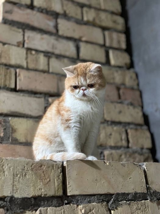 Кошка прадаёться экзотическо короткошерстная.