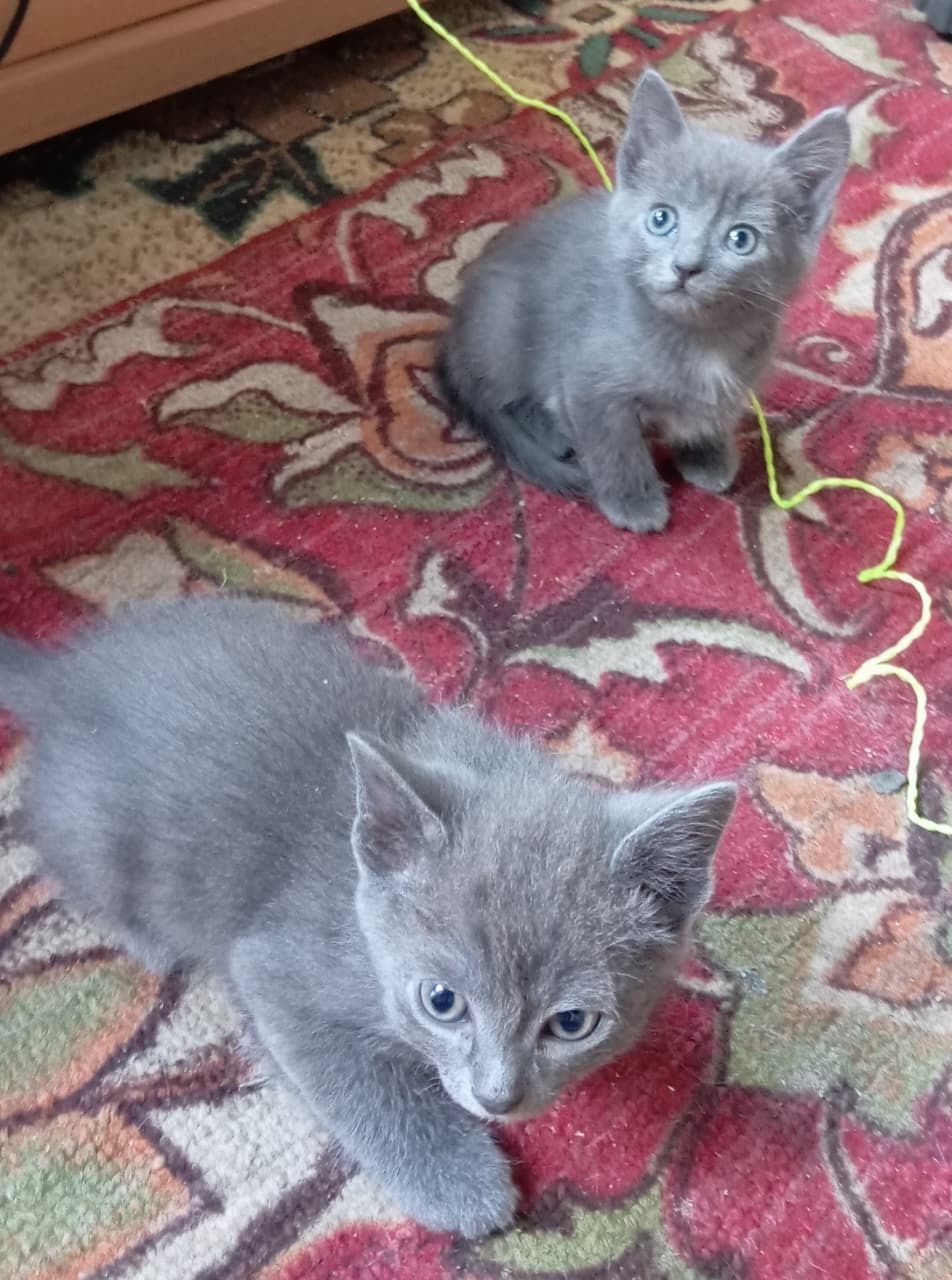Ищут дом прекрасные котята