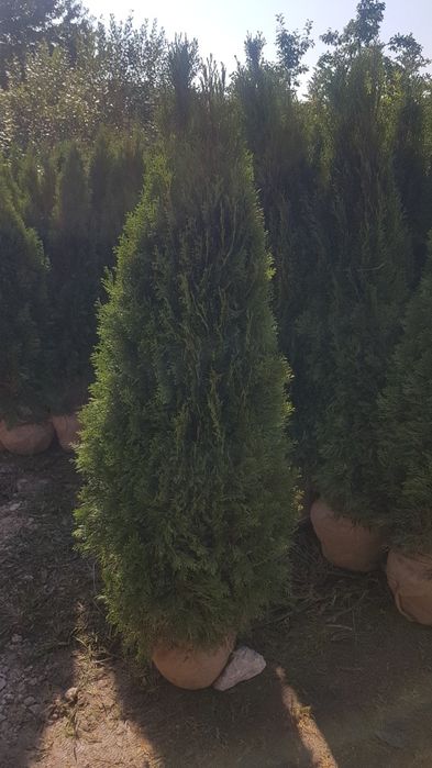 Tuia smarald 1.50m 1.70m aclimatizata calitate extra