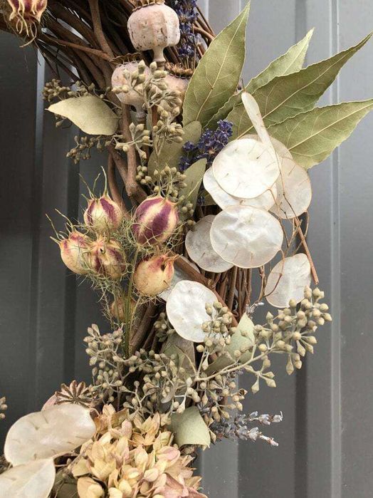 Vand  planta uscata  si seminte  Argintii lui Iuda  Lunaria Annua