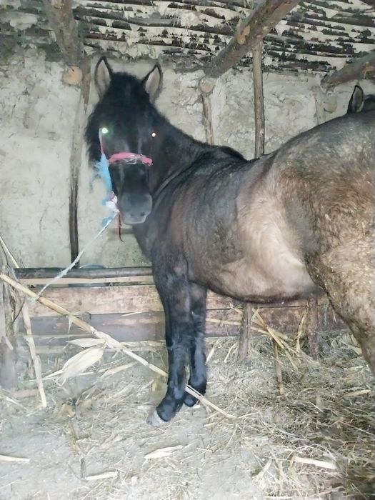 Mânză de vanzare