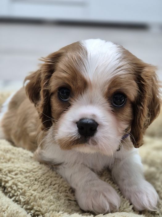 Cavalier king charles