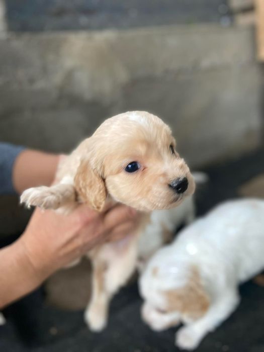 Продават се малки кокери